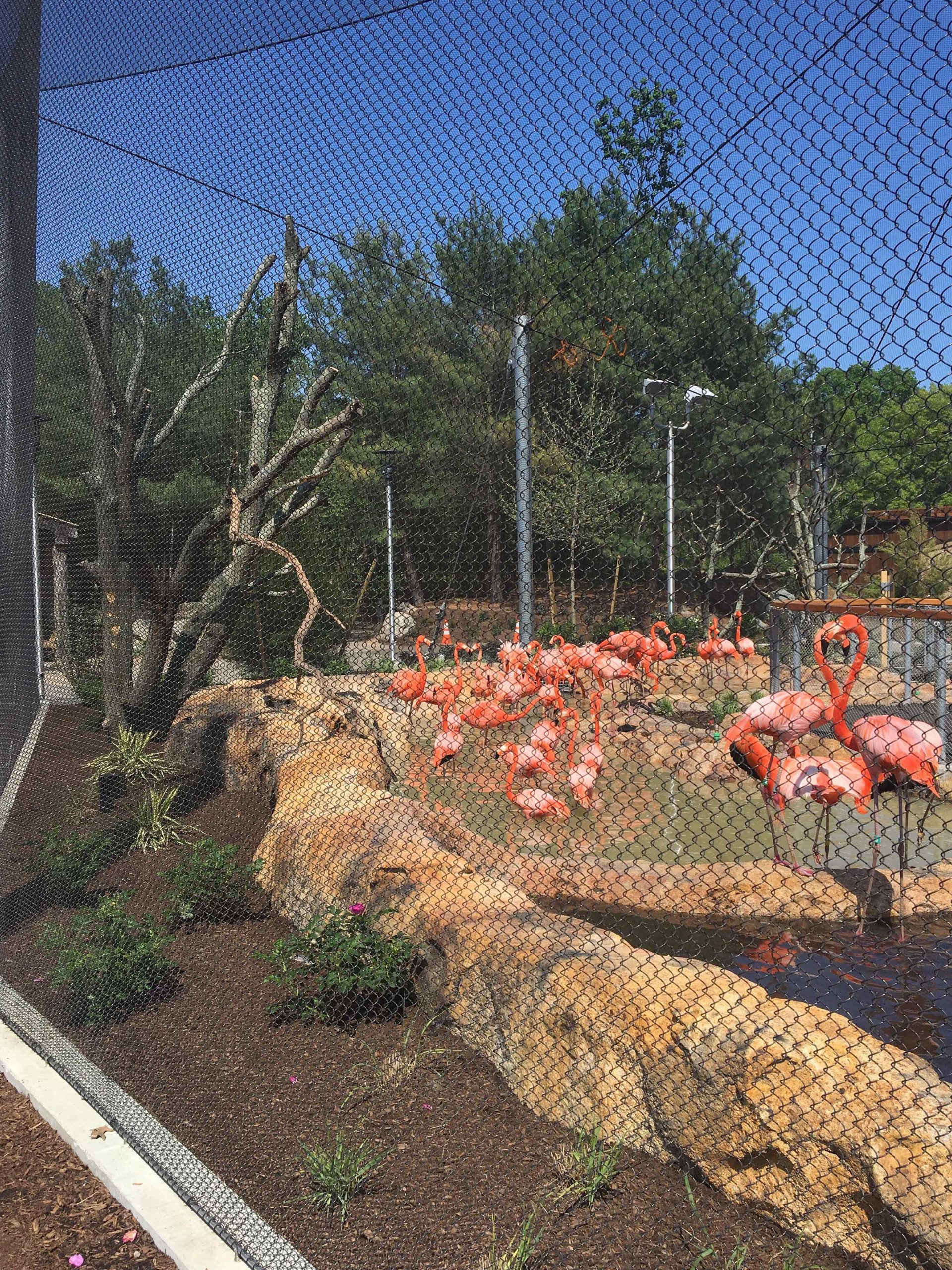 Stone Zoo Campus Renovations and New Exhibits Commodore Builders